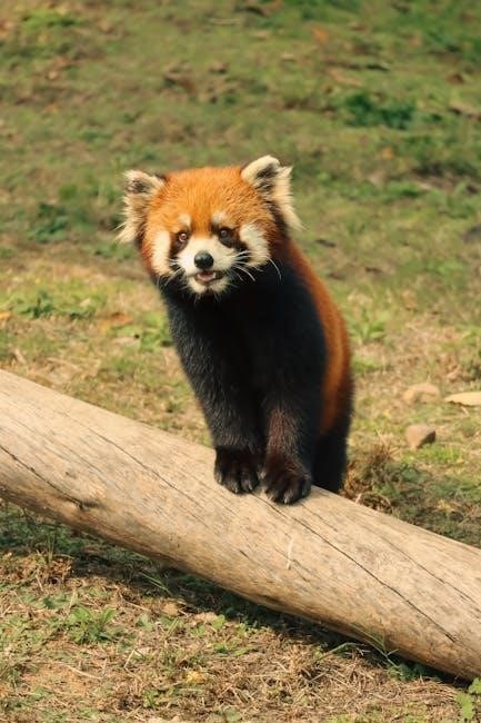 panda pdf